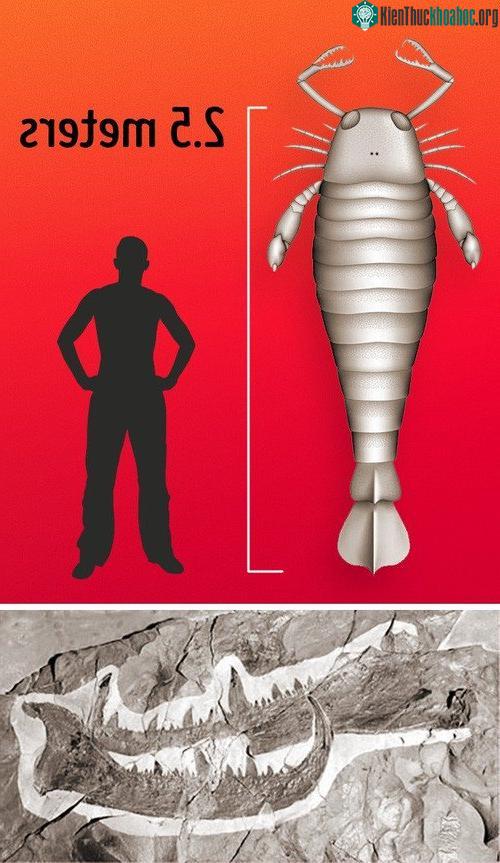 Merostomes chính là loài động vật chân đốt lớn nhất từng được biết đến.