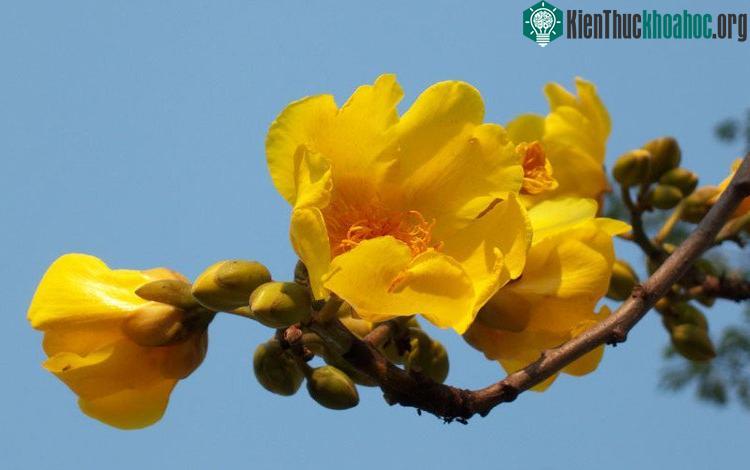 Cây mai hoa đăng có quả nang tự nứt, dạng trứng ngược hoặc dạng quả lê