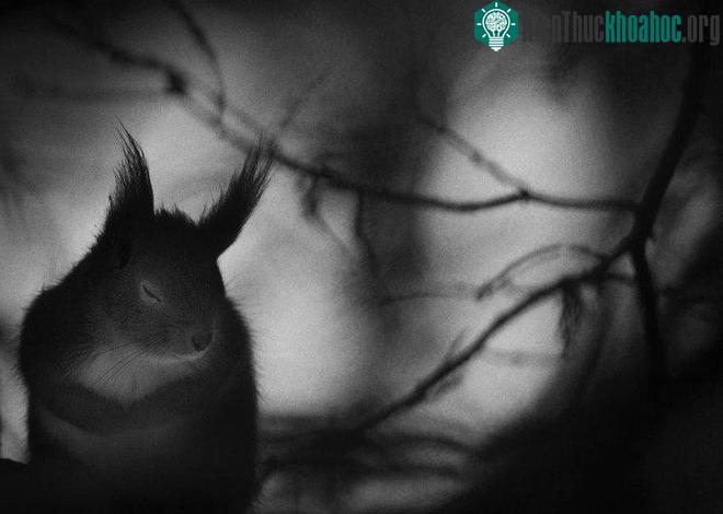 Bức ảnh có khả năng nhận giải cao nhất tại Wildlife Photographer of the Year 2017 ảnh 9