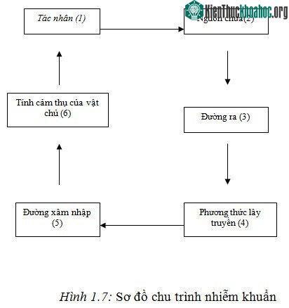 Chu trình nhiễm khuẩn bệnh viện. (Ảnh: Bệnh viện Quân Y 103).