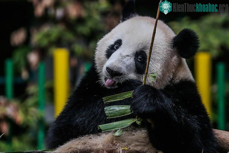 Con gấu này có thể thuộc một loại gấu trúc lạ chưa từng được biết trước giờ. (Ảnh minh họa).
