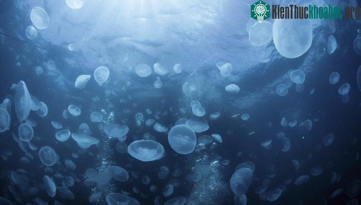Sứa, kẻ thù mới của tàu sân bay Trung Quốc. (Ảnh minh họa: SCMP).