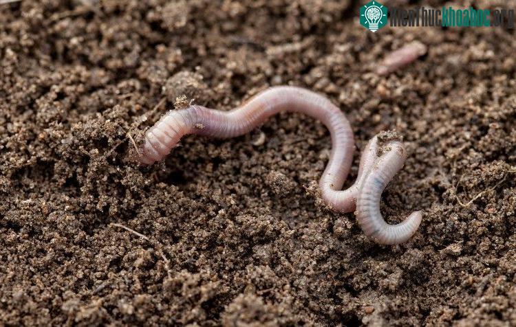 Giun đất phát triển tốt trong đất mô phỏng. (Ảnh: Science Alert).