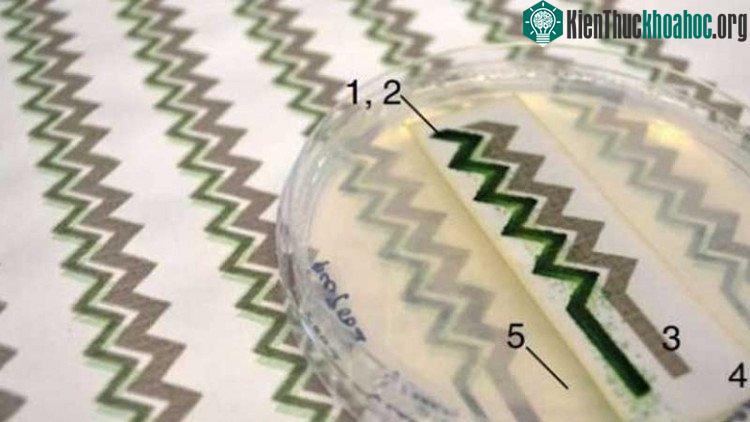 Giấy dán tường năng lượng sinh học làm từ tảo lam.