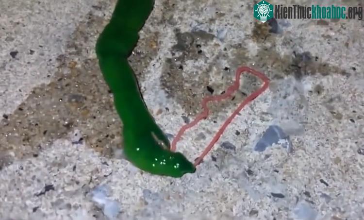 Ribbon Worm có nhiều sắc thái màu khác nhau như xanh lục, đỏ, vàng, da cam...