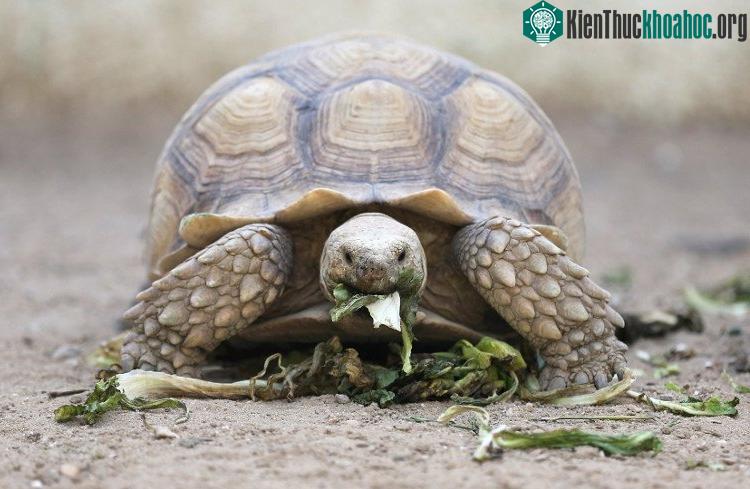 Thân nhiệt của rùa thay đổi theo môi trường bên ngoài.