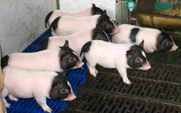Các nhà khoa học Trung Quốc cấy gene chuột vào lợn khiến thịt của chúng nạc hơn.