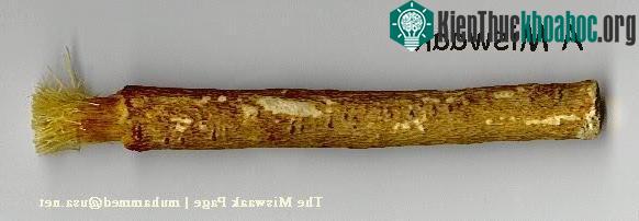 Khúc gỗ nhai Miswak.