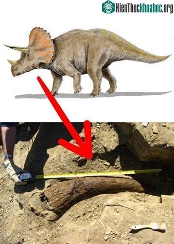 Loài khủng long Triceratops