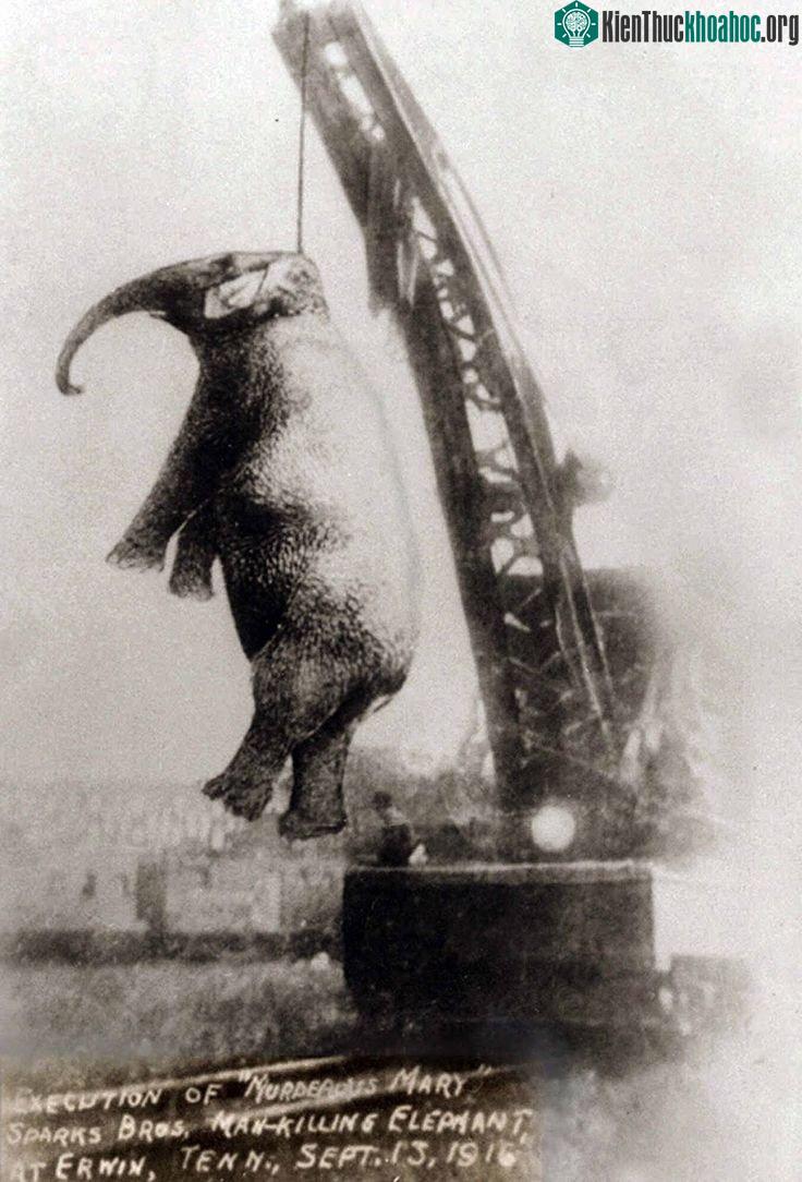 Voi Mary bị treo cổ bằng cần cẩu. (Ảnh: Rare Historical Photos).