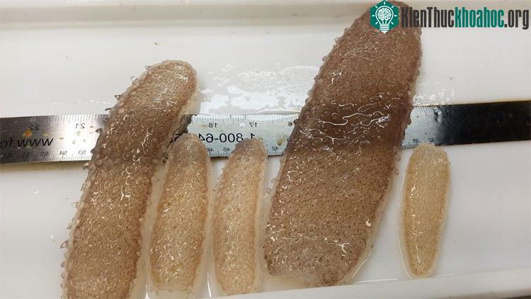 Sinh vật kì dị trong suốt như thạch, hình thù giống trái dưa chuột đột nhiên xuất hiện dày đặc trên bãi biển Monterey.