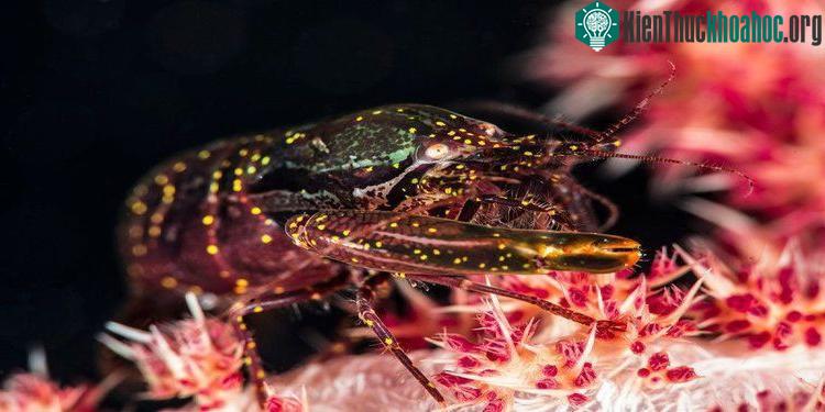 Tôm gõ mõ dùng cặp càng để bảo vệ bạn tình và chỗ ở. (Ảnh: New Scientist).