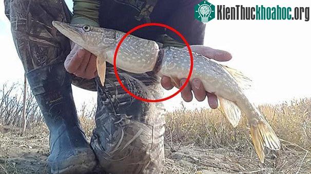 Thân hình dị dạng do vòng nhựa thít chặt của con cá chó. (Ảnh: Facebook).