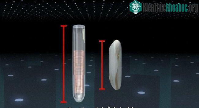 Chip siêu nhỏ có kích cỡ bằng hạt gạo.