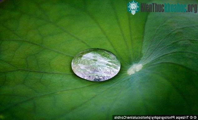 Hiệu ứng lá sen là cảm hứng để các nhà khoa học tạo ra vật liệu siêu chống nước Ultra Hydrophobic.