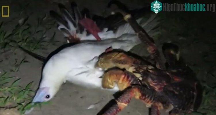 Con cua dừa quắp một con chim điên chân đỏ.