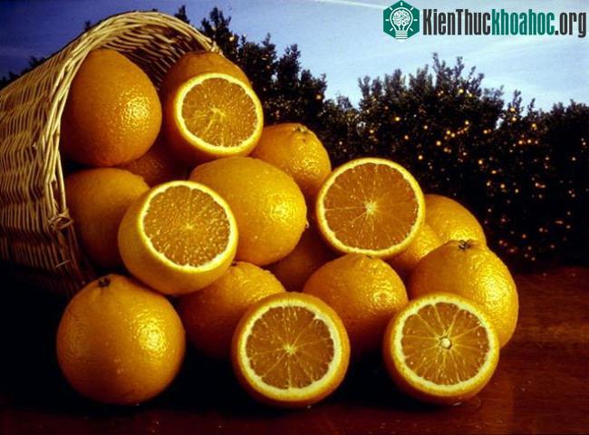 Những trái cam có vai trò quan trọng trong công cuộc khám phá vùng đất mới bên kia đại dương của loài người - (Ảnh: REUTERS).