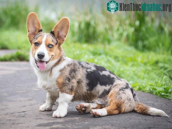 Cún bị dị dạng, sống cả đời khổ sở - có đáng không?