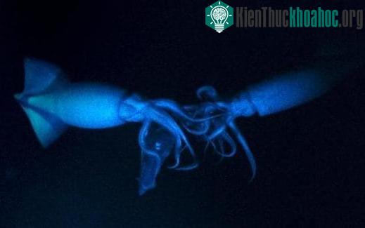 Hai con mực kịch chiến để tranh một con mực nhỏ hơn. (Ảnh: BBC).