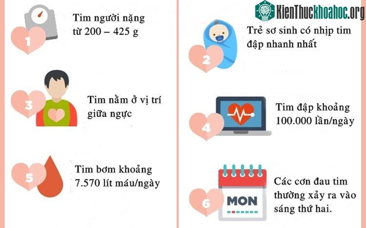 Trẻ sơ sinh có nhịp tim nhanh nhất và tim người đập 100.000 lần/ngày.