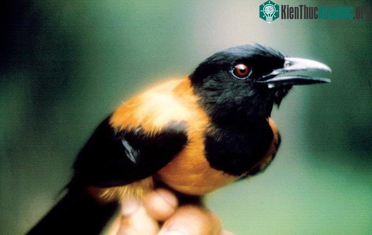 Chim có độc Pitohui. (Ảnh Science News for Students).