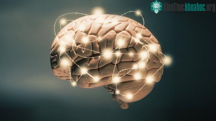 Sự tích tụ dopamine oxy hóa trong tế bào não khiến một số tiêu thể bị hỏng.