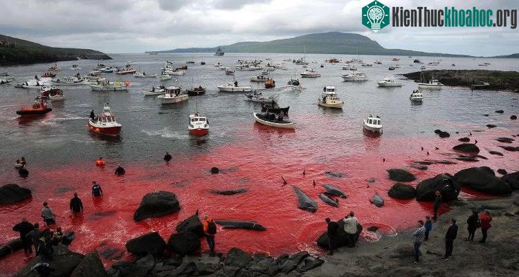 Bãi biển nhuộm đó máu cá voi hoa tiêu và cá heo.