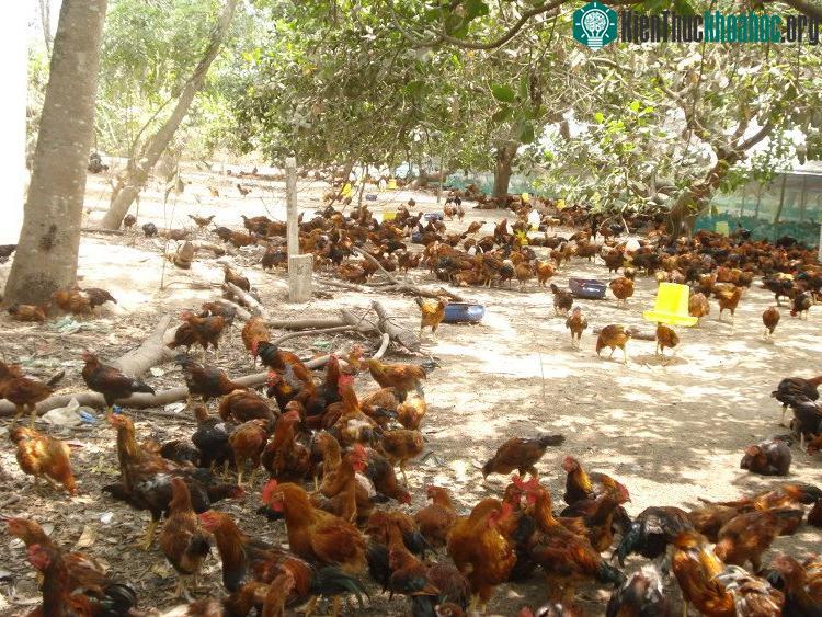 Chăn nuôi gà ta thả vườn không khó.
