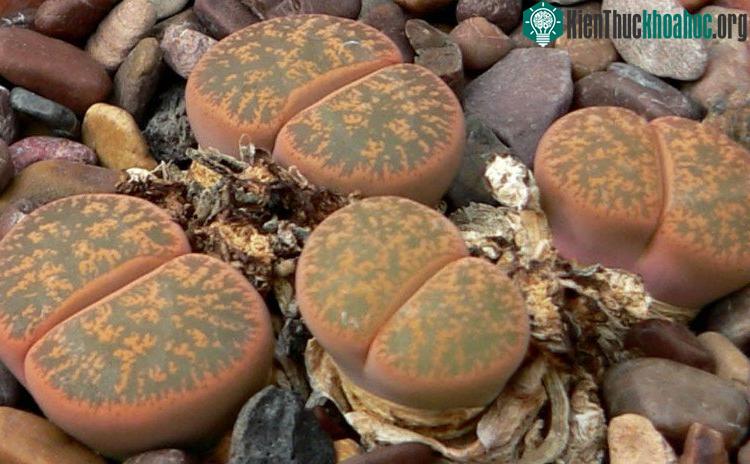 Loại đá gì mà lại có hình dáng kỳ lạ như vậy?