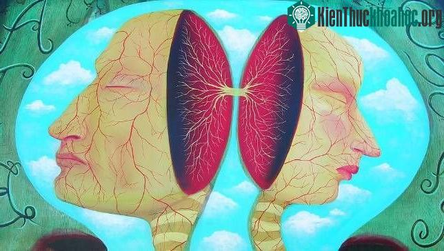 Bộ não có lẽ là cỗ máy phức tạp nhất trong vũ trụ.