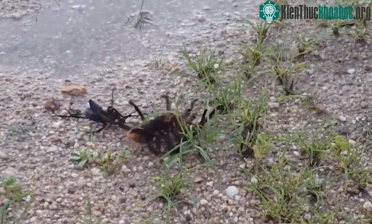 Ong bắp cày tấn công nhện Tarantula.