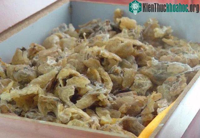 Hasma lấy từ ếch phơi khô. (Ảnh: Wikipedia).
