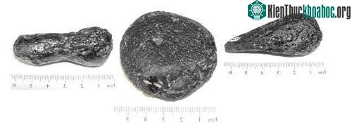Các dạng thể phổ biến của Tektites.