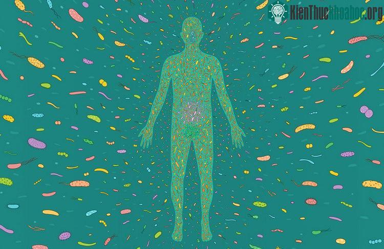 Hầu hết các loại kháng sinh truyền thống hiện nay sẽ giết chết cả vi khuẩn xấu và vi khuẩn tốt.