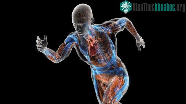 Cơ thể sẽ có cơ chế bảo vệ nhằm duy trì nhiệt độ ổn định trước sự dao động nhiệt của môi trường. (Ảnh Experiencelife).