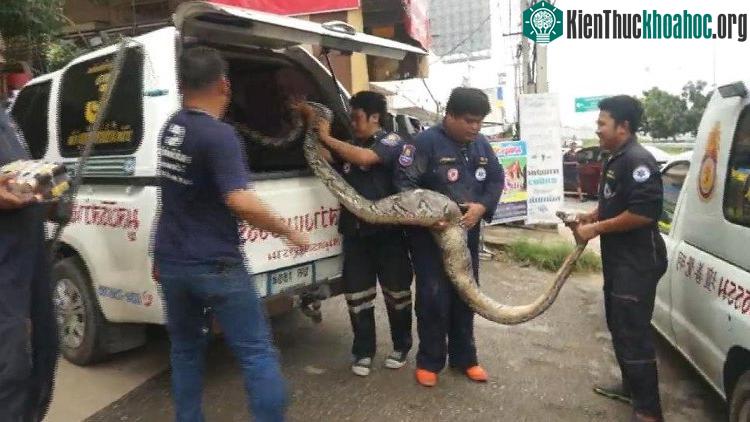 Nhân viên cứu hộ cho trăn lên xe tải.