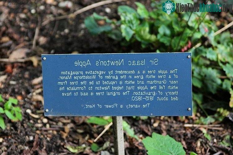 Bảng giới thiệu về cây táo Newton.
