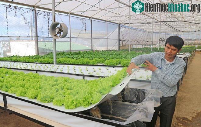 Ông Trần Huy Đường bên trong vườn rau khí canh của trang trại. (Ảnh: Nguyễn Dũng/TTXVN).