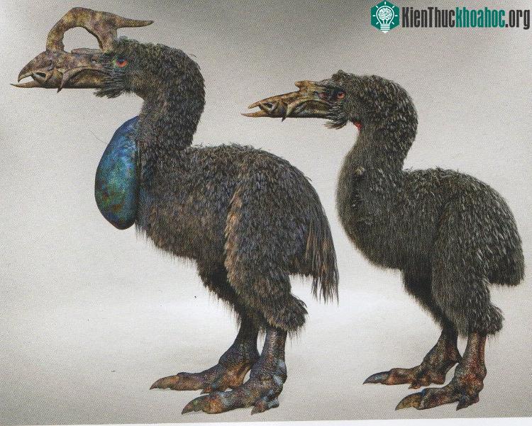 Necropteryx
