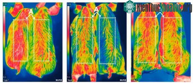 Máy đo thân nhiệt cho thấy những con lợn chỉnh sửa gene ấm hơn lợn thường, chúng đốt cháy nhiều chất béo hơn nhờ vậy nạc hơn tới 24%.