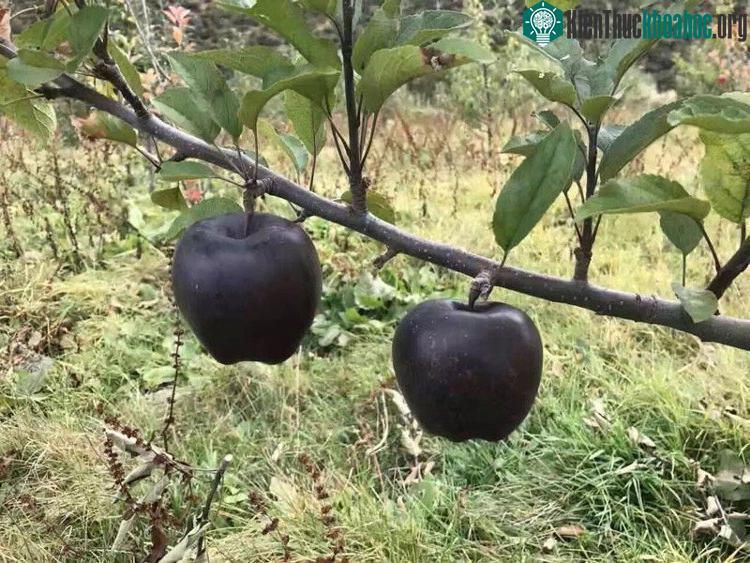 Giống táo kim cương đen tuyệt đẹp của Tây Tạng.