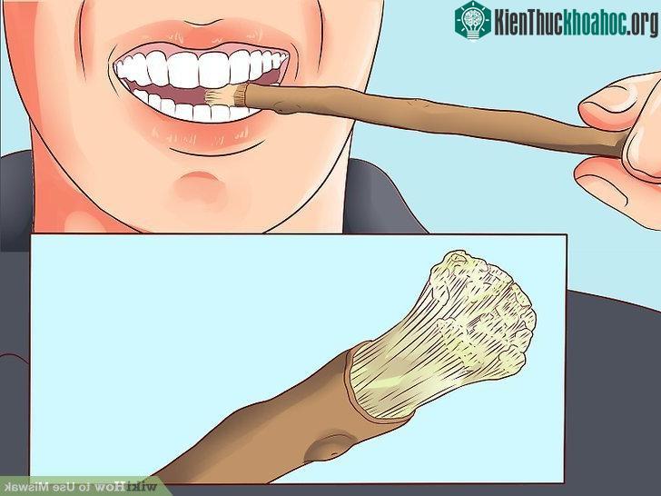 Cây gậy nhai (hay gỗ nhai) được cho là "tổ tiên" của chiếc bàn chải đánh răng ngày nay.