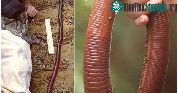 Chú giun mới được phát hiện này thuộc loài Gippsland.