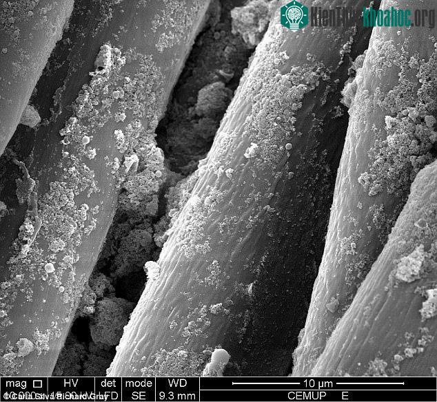 Qua kính hiển vi thấy các hạt nano siêu nhỏ gắn chặt sợi quần áo.