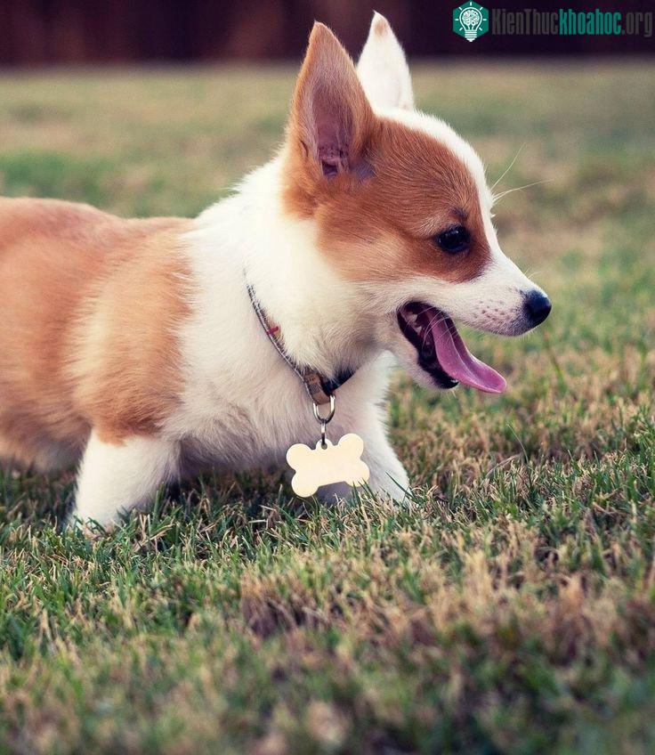 Corgi là một trong những giống chó đòi hỏi tiền phối giống khá đắt đỏ.