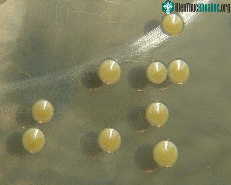 Tụ cầu vàng Staphylococcus aureus nuôi cấy trên môi trường thạch đậu nành trypticase: Các chủng này sản xuất sắc tố vàng staphyloxanthin.