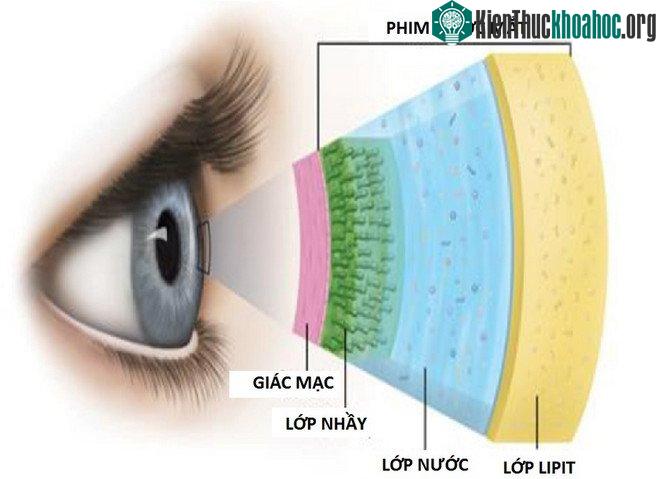 Cấu tạo của phim nước mắt tạo nên bởi nước mắt nền - (Ảnh: hoopesvision.com).
