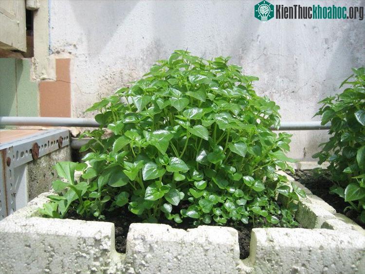 Bụi rau càng cua xanh tốt.