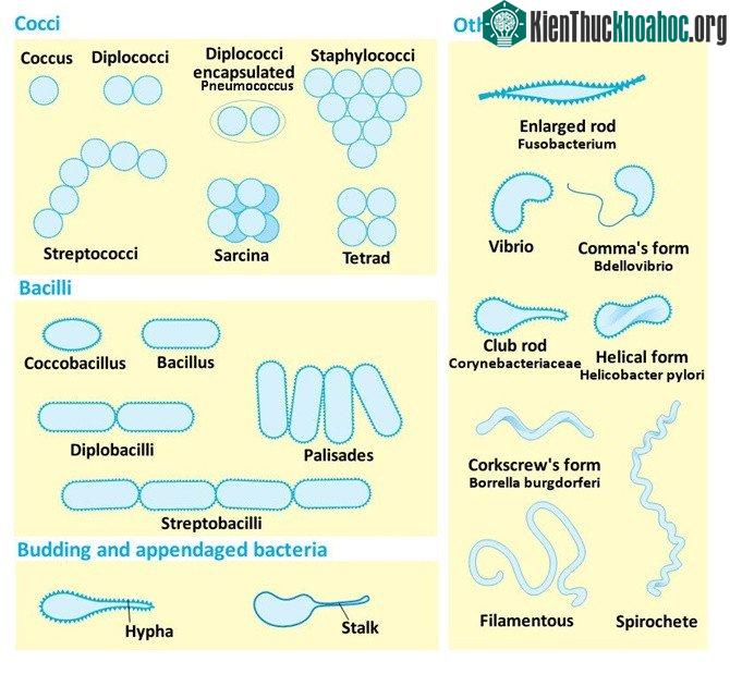 Các vi khuẩn thông thường có chiều dài cơ thể từ 5-10 micron.