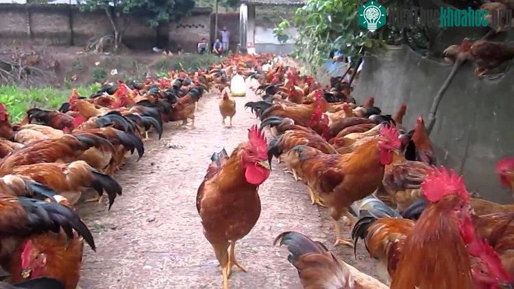 Nếu nuôi lấy thịt thì chọn giống gà Tàu vàng, gà Đông Tảo...